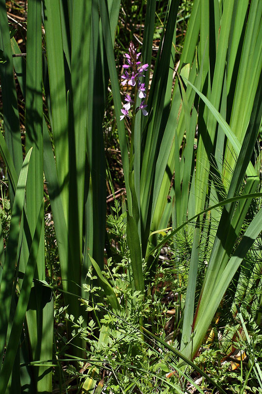 14n-dactylorhiza-elata subsp. sesquipedalis-XMG_1422.jpg