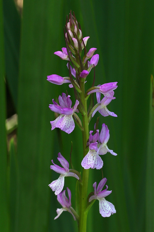 17n-dactylorhiza-elata subsp. sesquipedalis-XMG_1395.jpg