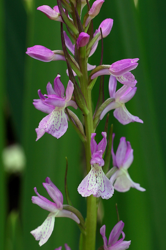 19n-dactylorhiza-elata subsp. sesquipedalis-XMG_1400.jpg