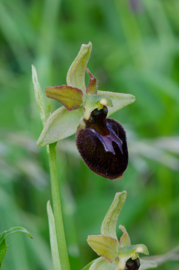 Kämpfelbach---NSG-Springenhalde-18-05-2015-271.jpg