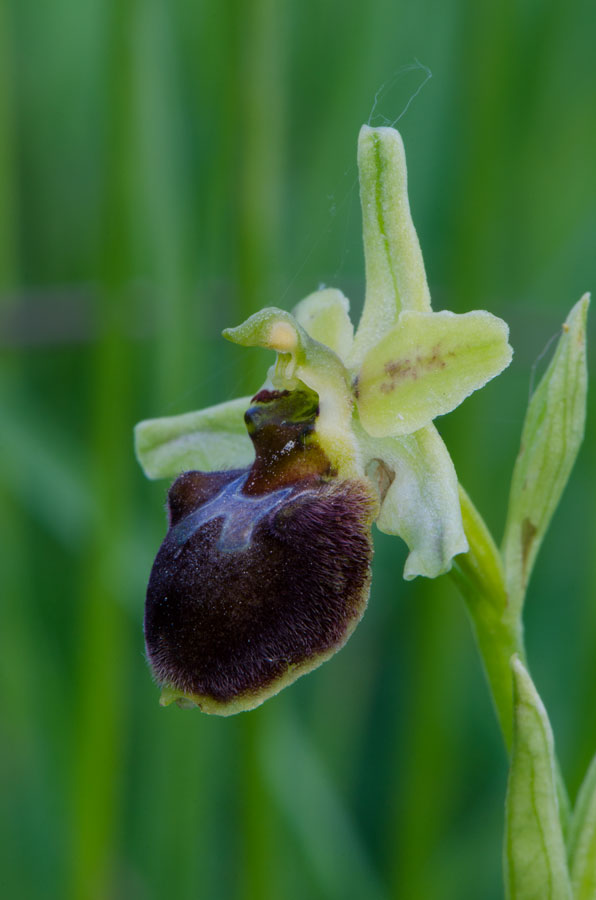 Kämpfelbach---NSG-Springenhalde-18-05-2015-188.jpg