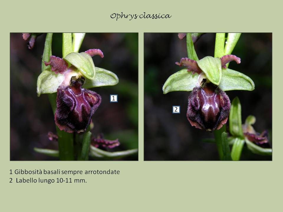 Ophrys classica ++++.jpg