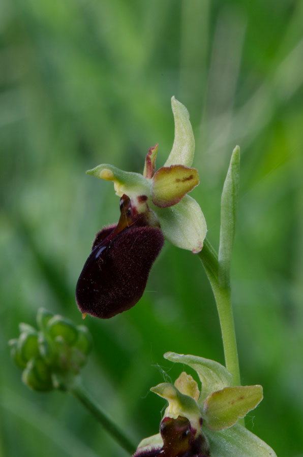 Kämpfelbach---NSG-Springenhalde-18-05-2015-293.jpg