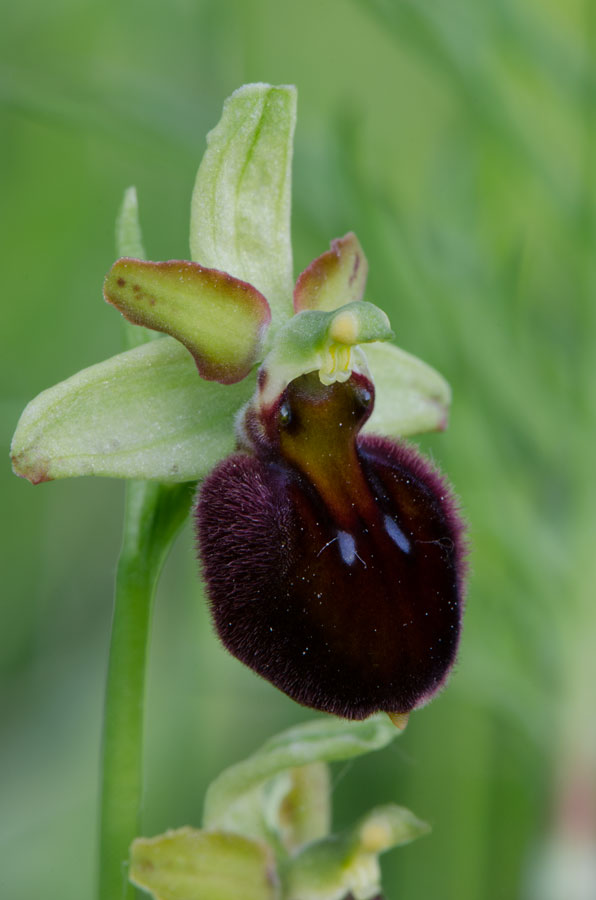 Kämpfelbach---NSG-Springenhalde-18-05-2015-289.jpg