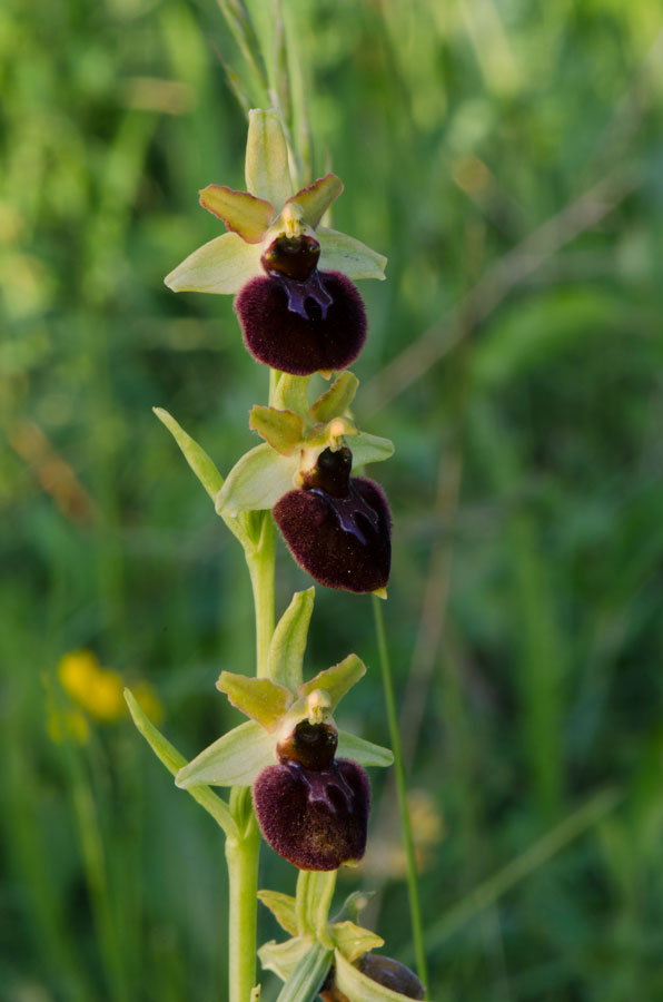 Kämpfelbach---NSG-Springenhalde-18-05-2015-301.jpg