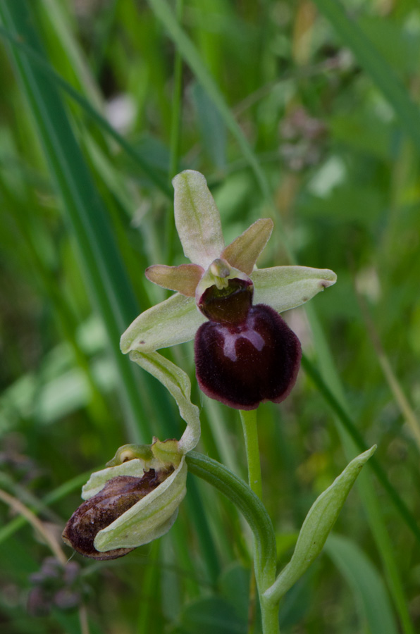 Offemburg-Parco-Taubergiessen-21-05-2015-062.jpg