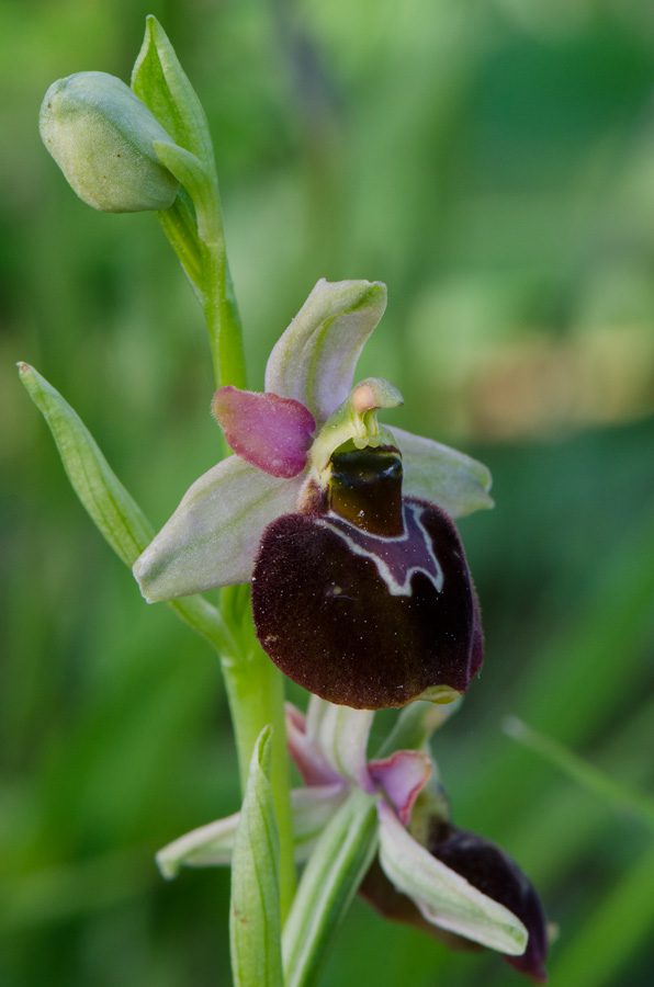 Kämpfelbach---NSG-Springenhalde-18-05-2015-166.jpg