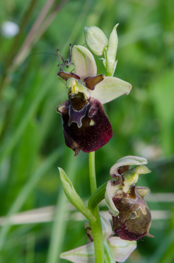 Kämpfelbach---NSG-Springenhalde-18-05-2015-193.jpg