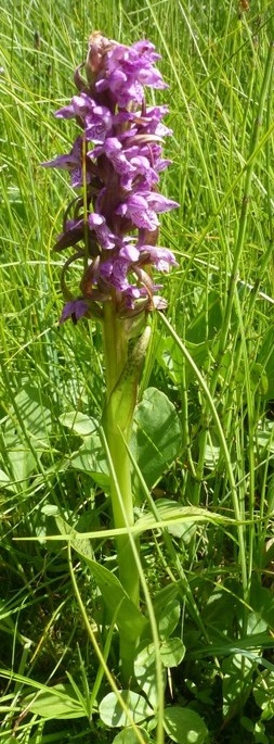Dattiloriza incarnata (dactyloriza incarnata) Val Badia 2013 (2).JPG
