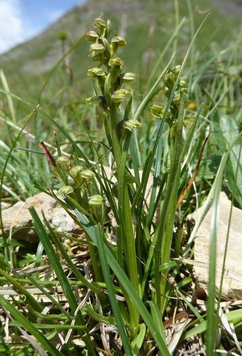 Gramignola alpina (chamorchis alpina (L.)) Passo Rolle 2015 (2).JPG