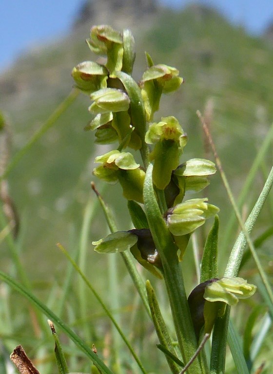 Gramignola alpina (chamorchis alpina (L.)) Passo Rolle 2015 (8).JPG