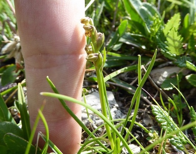 Gramignola alpina (chamorchis alpina (L.)) Passo Rolle 2015 (12).JPG