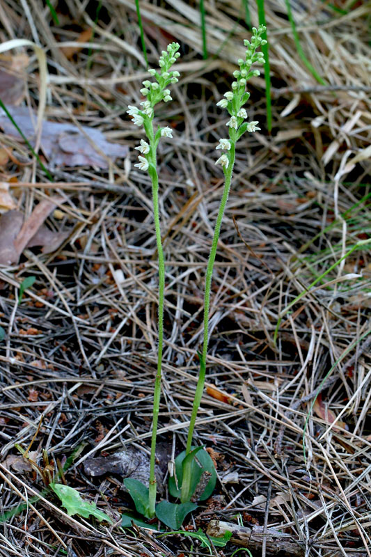 1n-goodyera-repens-XMG_7374.jpg