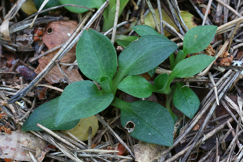 3n-goodyera-repens-XMG_7391.jpg