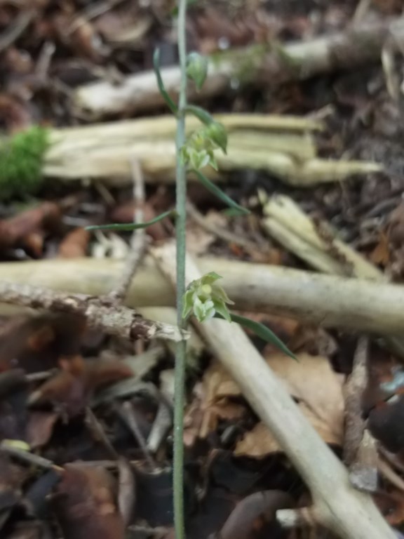 Elleborina minore (epipactis microphylla) Vidiciatico Rio Ri 2014 (2).JPG