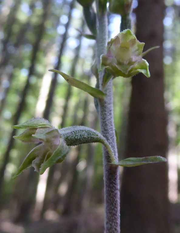 Elleborina minore (epipactis microphylla) Parco del Frignano 2015 (7).JPG