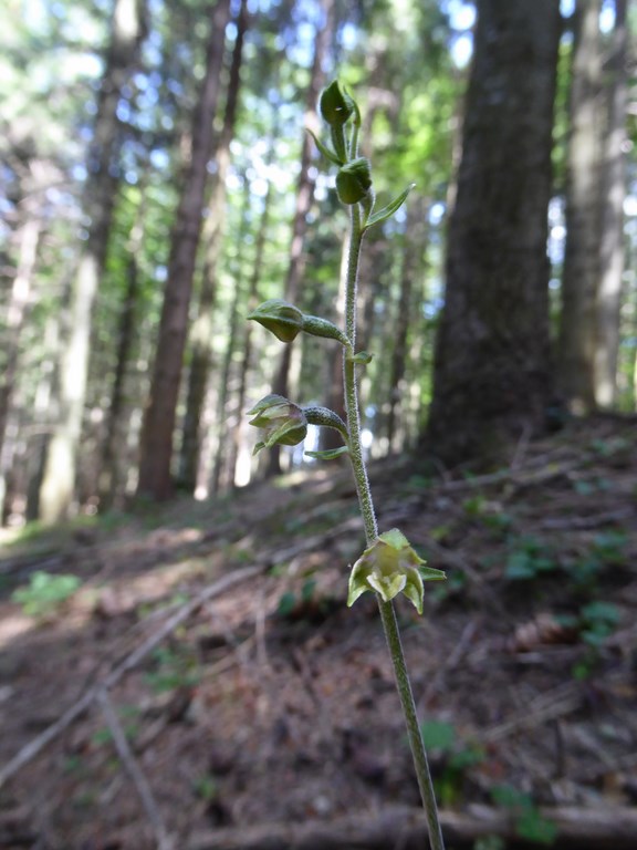 Elleborina minore (epipactis microphylla) Parco del Frignano 2015 (6).JPG