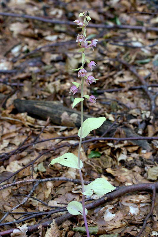 30n-epipactis-helleborine subsp. helleborine-apocromatica-XMG_7816.jpg