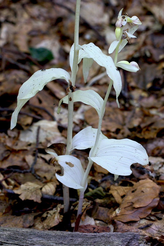 34n-epipactis-helleborine subsp. helleborine-apocromatica-XMG_7880.jpg