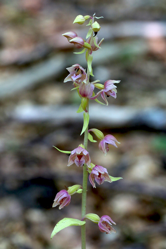 35n-epipactis-helleborine subsp. helleborine-apocromatica-XMG_7833.jpg