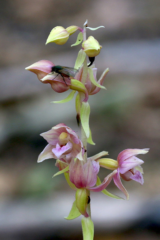 41n-epipactis-helleborine subsp. helleborine-apocromatica-XMG_7854.jpg