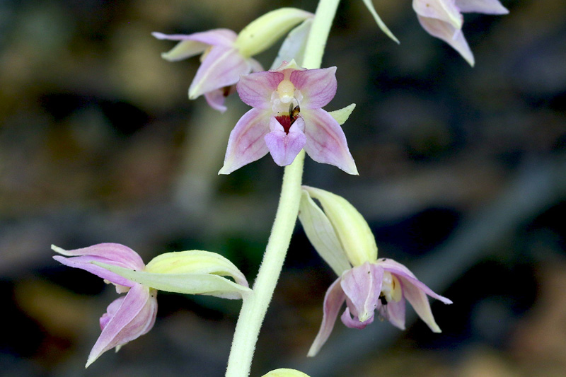 47n-epipactis-helleborine subsp. helleborine-apocromatica-XMG_7950.jpg