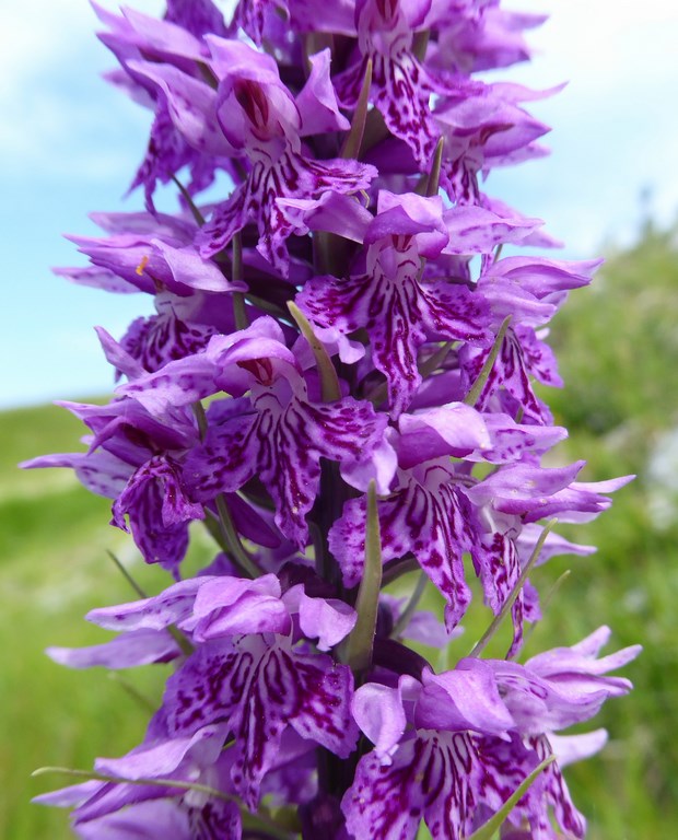 Dattiloriza a foglie larghe (dactylorhiza majalis) Majelletta 2015 (2).JPG