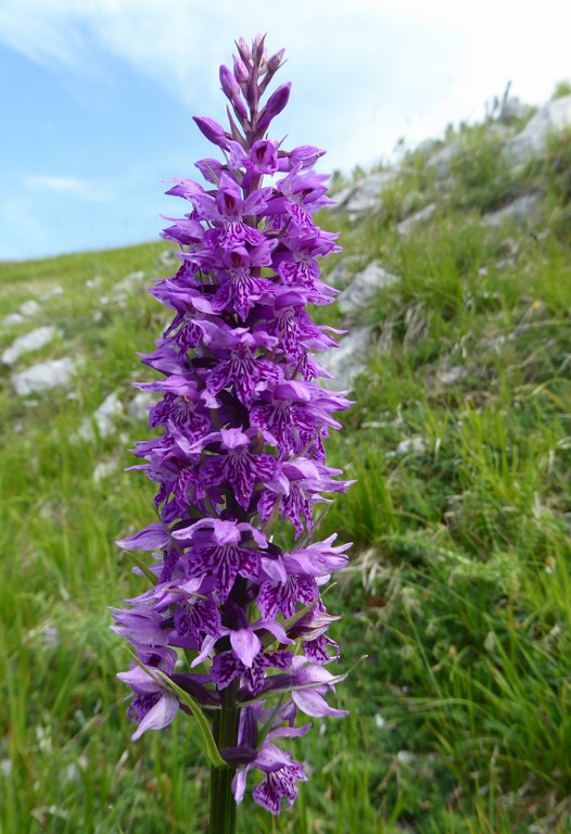 Dattiloriza a foglie larghe (dactylorhiza majalis) Majelletta 2015 (1).JPG