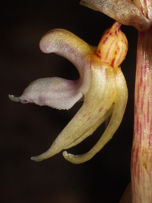 DSCF1390.jpg
