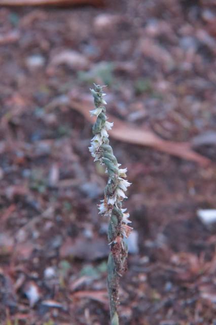 Spiranthes spiralis Montagna Ganzaria (5).jpg