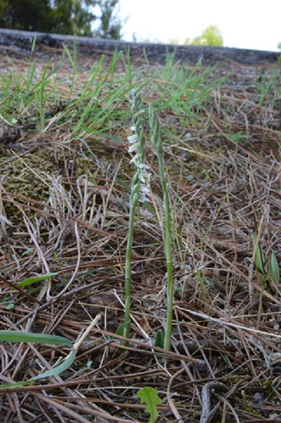 spiranthes spiralis.jpg