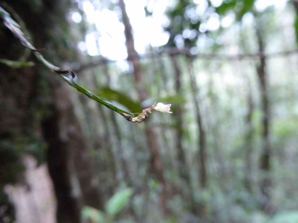 Podochilus tenuis  Mount Kinabalu Borneo Malese 2015 (5).JPG