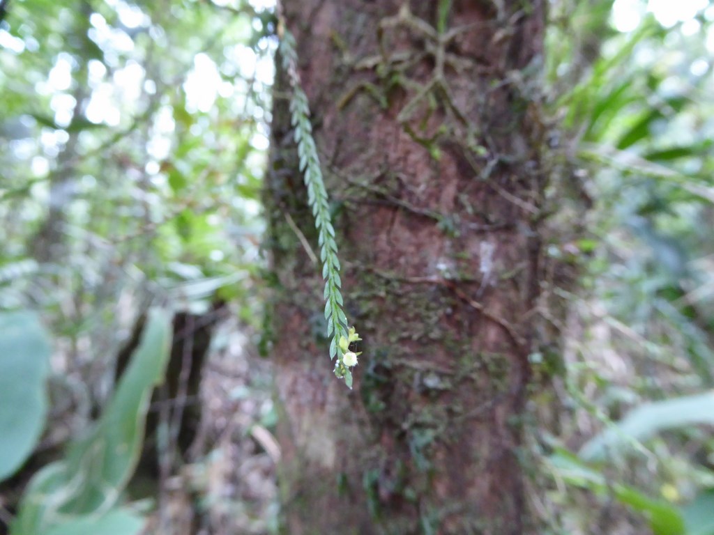 Podochilus tenuis  Mount Kinabalu Borneo Malese 2015 (4).JPG