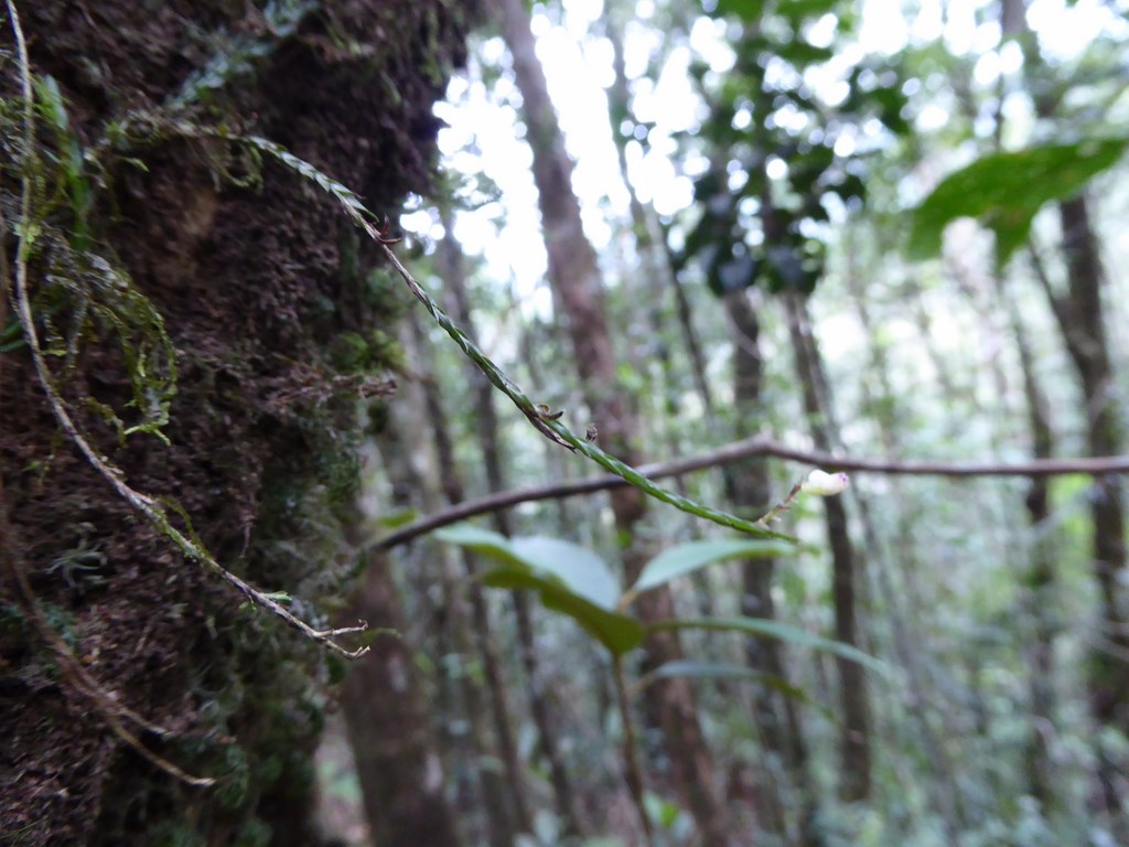 Podochilus tenuis  Mount Kinabalu Borneo Malese 2015 (1).JPG