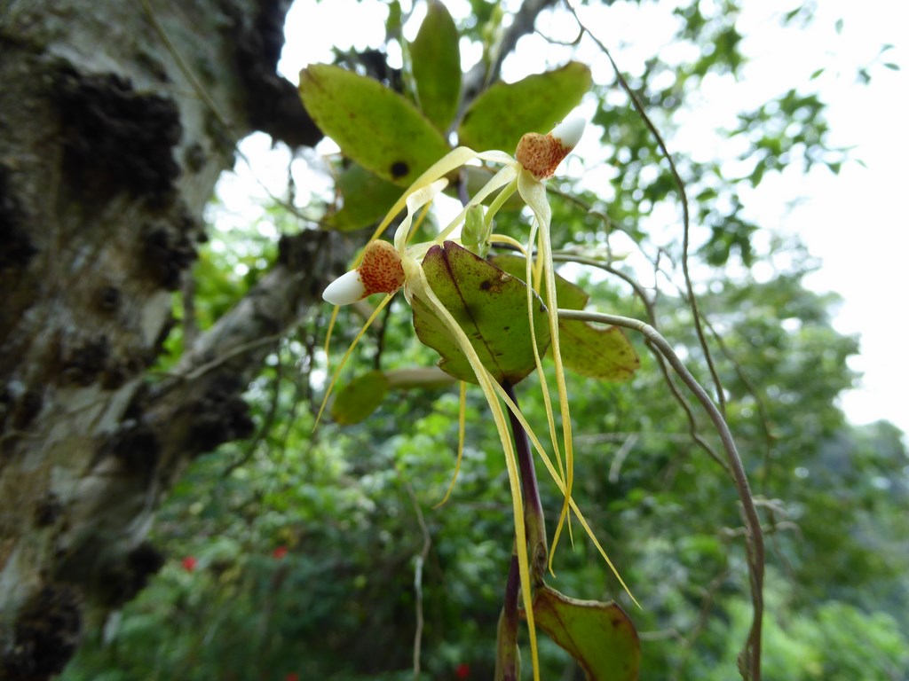 Trixspermum centipeda Mount Kinabalu Borneo Malese 2015 (10).JPG