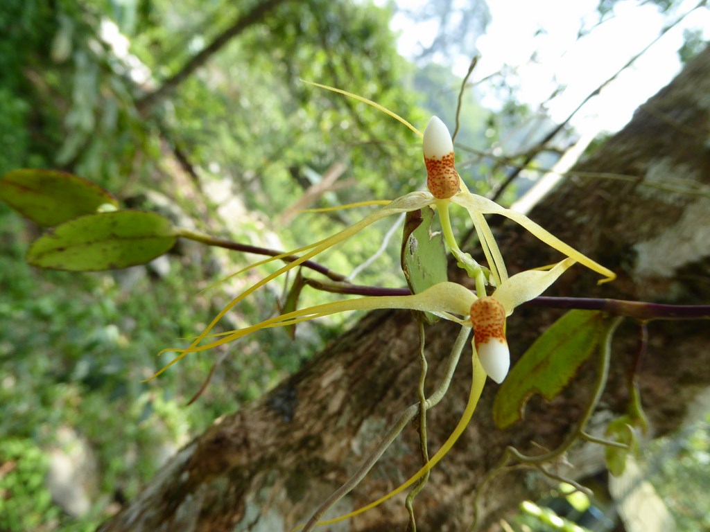 Trixspermum centipeda Mount Kinabalu Borneo Malese 2015 (7).JPG