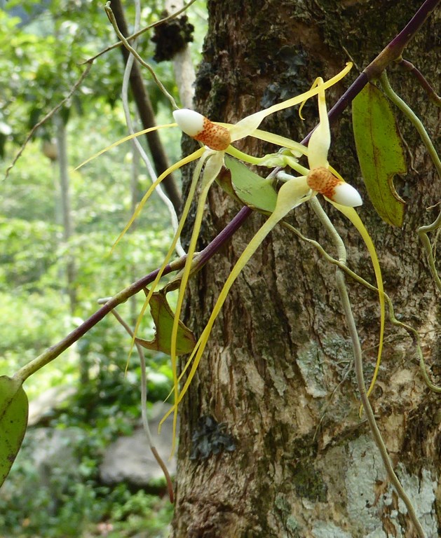 Trixspermum centipeda Mount Kinabalu Borneo Malese 2015 (6).JPG