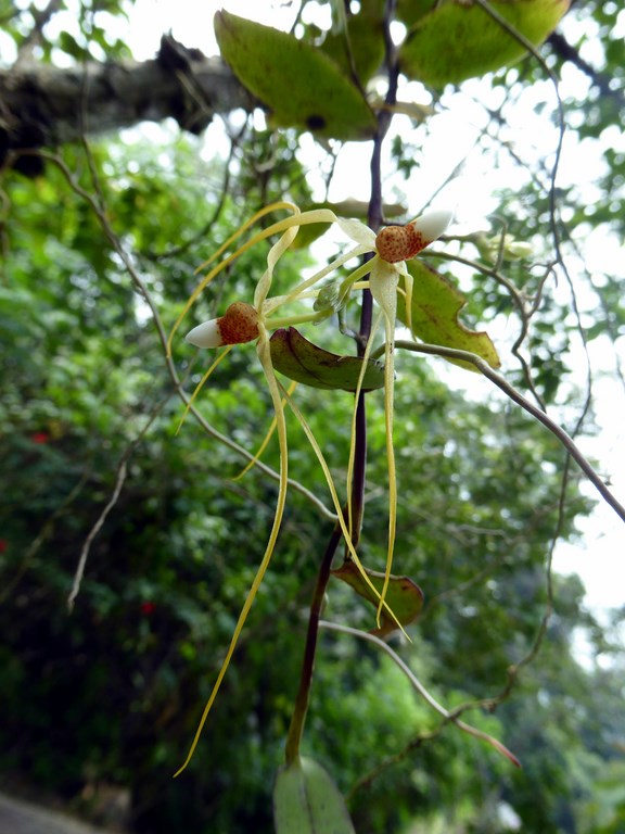 Trixspermum centipeda Mount Kinabalu Borneo Malese 2015 (4).JPG