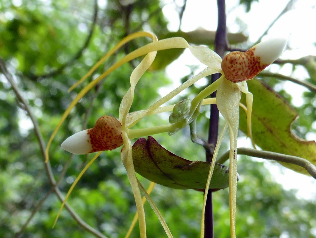 Trixspermum centipeda Mount Kinabalu Borneo Malese 2015 (2).JPG