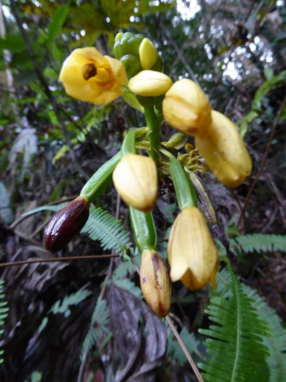 Mount Kinabalu Borneo Malese 2015 (1).JPG