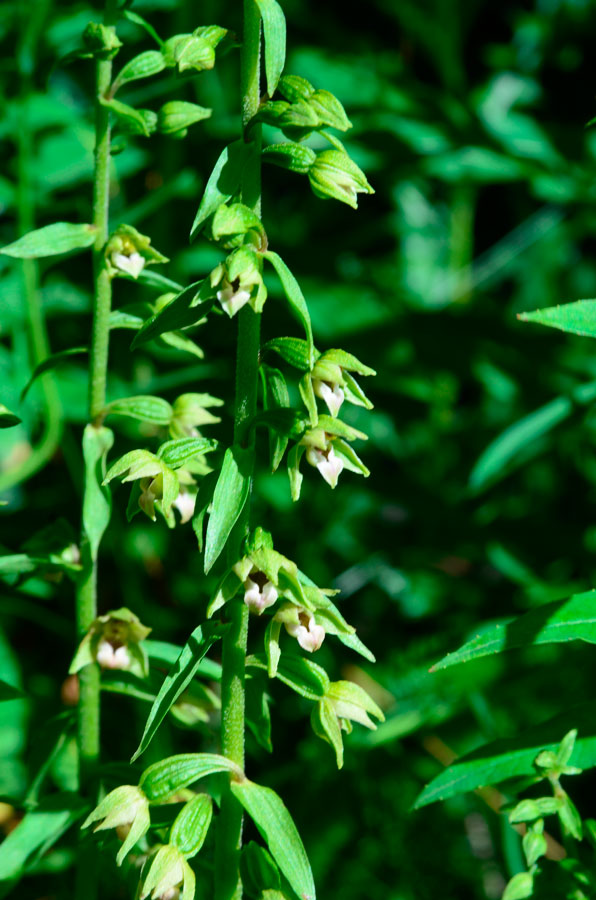 cogne-2014-foto-33.jpg