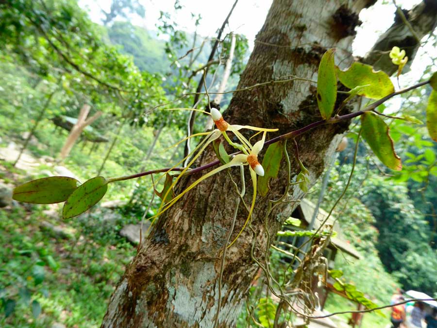 Trixspermum-centipeda-Mount-Kinabalu-Borneo-Malese-2015-(3).jpg