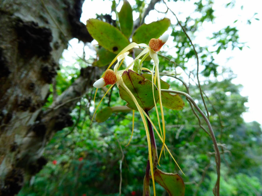 Trixspermum-centipeda-Mount-Kinabalu-Borneo-Malese-2015-(10).jpg