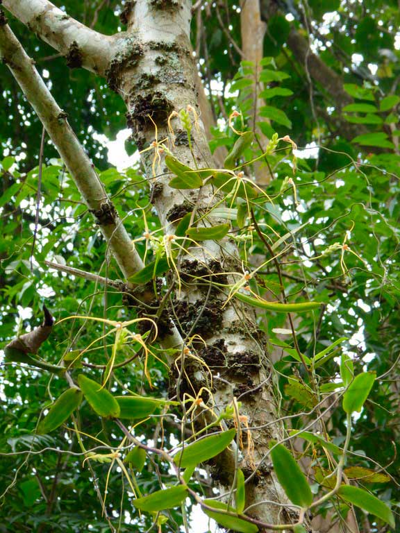 Trixspermum-centipeda-Mount-Kinabalu-Borneo-Malese-2015-(1).jpg