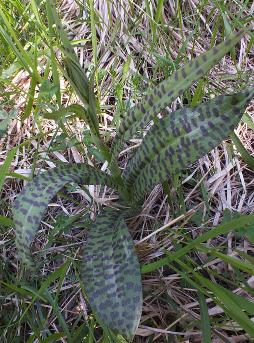 DSCF0498.jpg