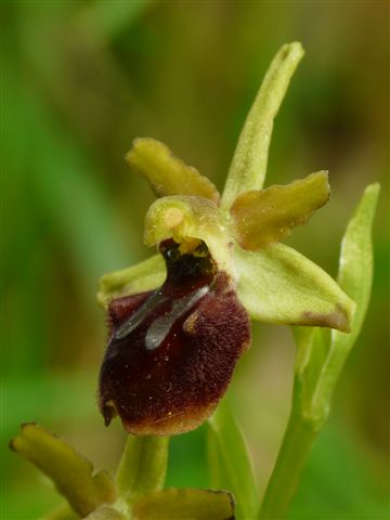 Oph. spheg. s.l. val Graveglia Ge P1280328.JPG