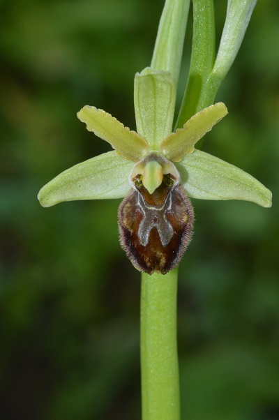 ophrys 1.jpg