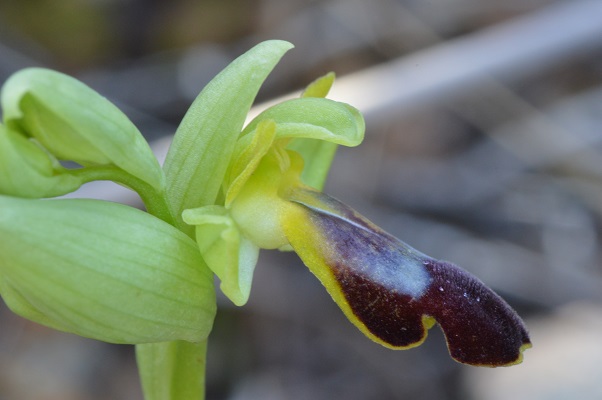 o.fusca lucifera profilo.jpg