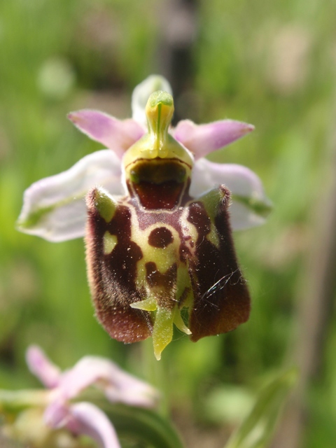 Ophrys multi-apicolata.JPG