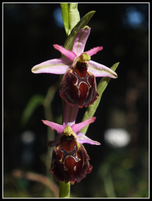 DSCF2785.jpg